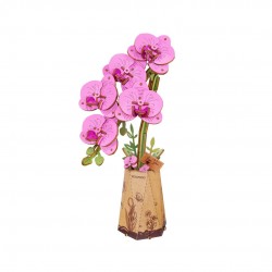 Orquídea Purple Moth Orchid...
